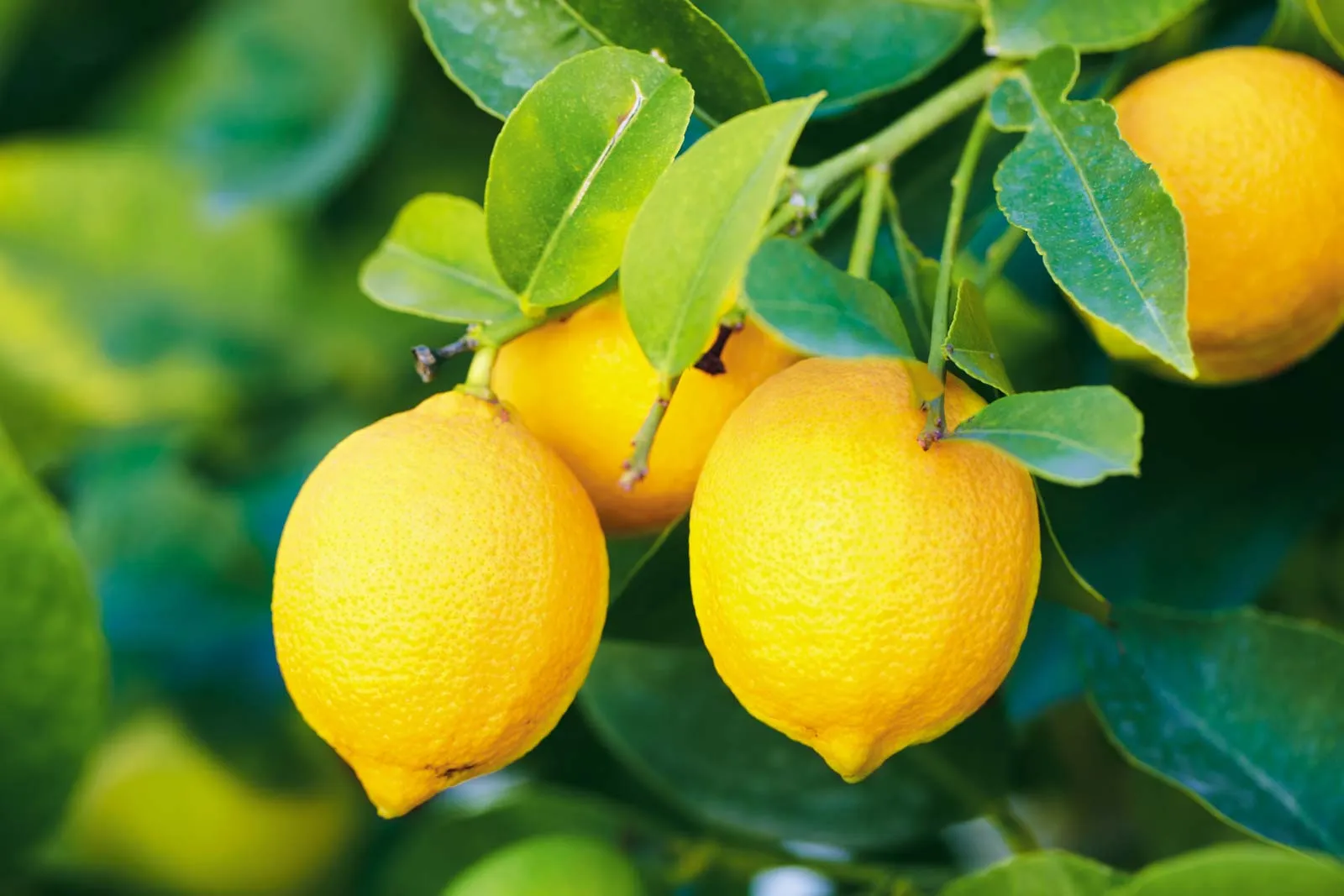 Lemon Image 1