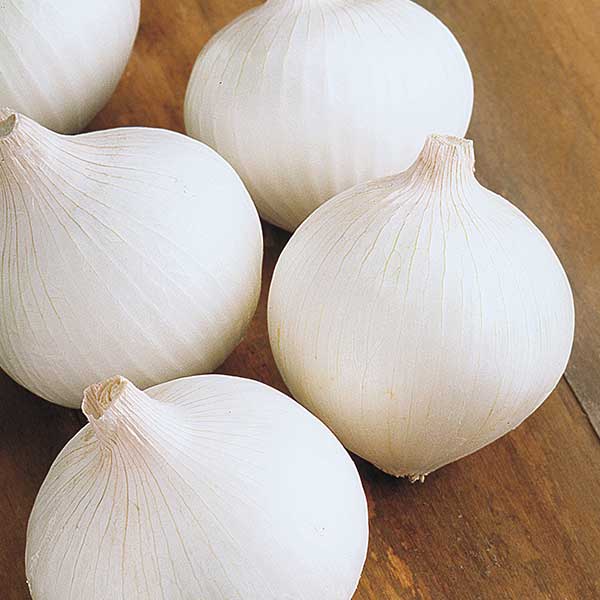 White Onion Image 2