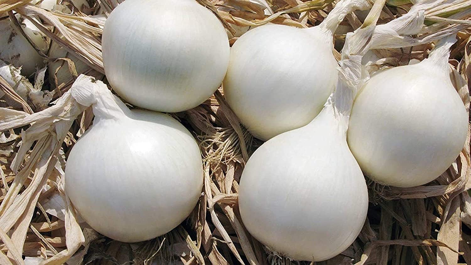 White Onion Image 3