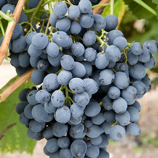 Autumn Grapes Image 1