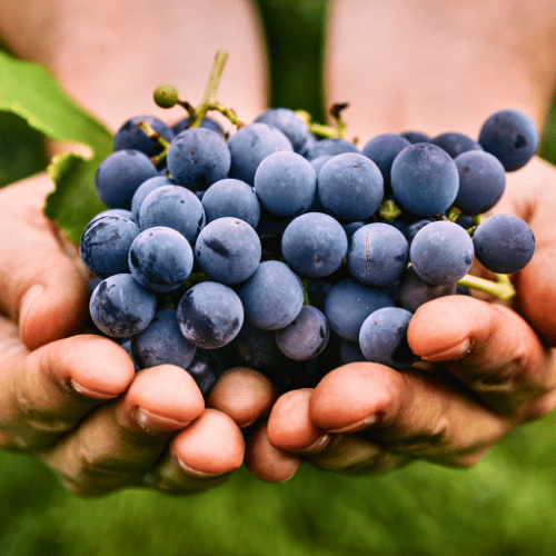 Autumn Grapes Image 2