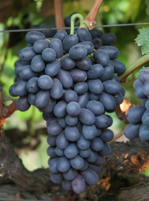 Autumn Grapes Image 3