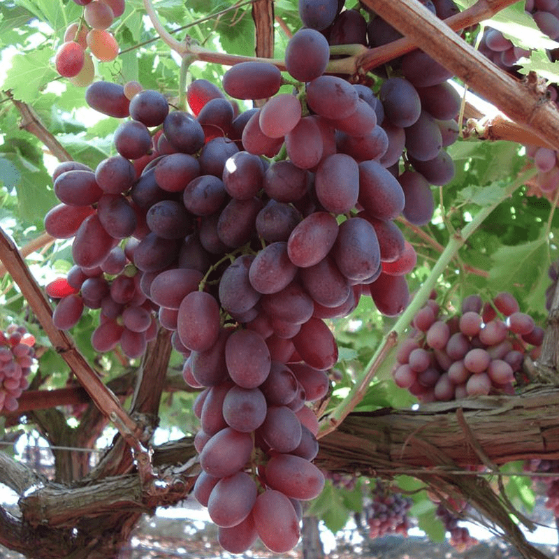 Crimson Grapes Image 1