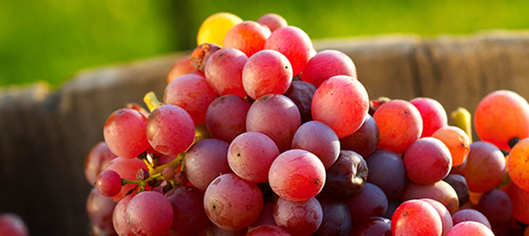 Flame Grapes Image 1