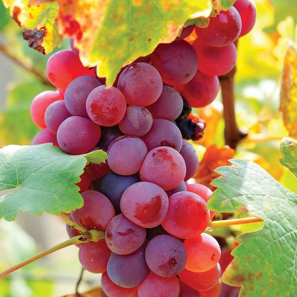Flame Grapes Image 2