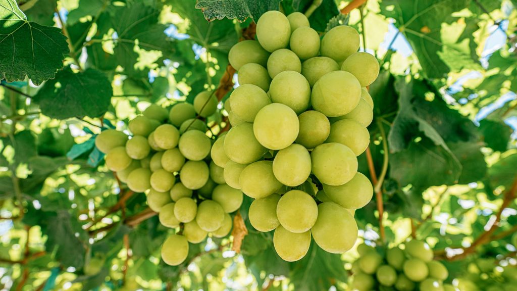 Prime Grapes Image 1