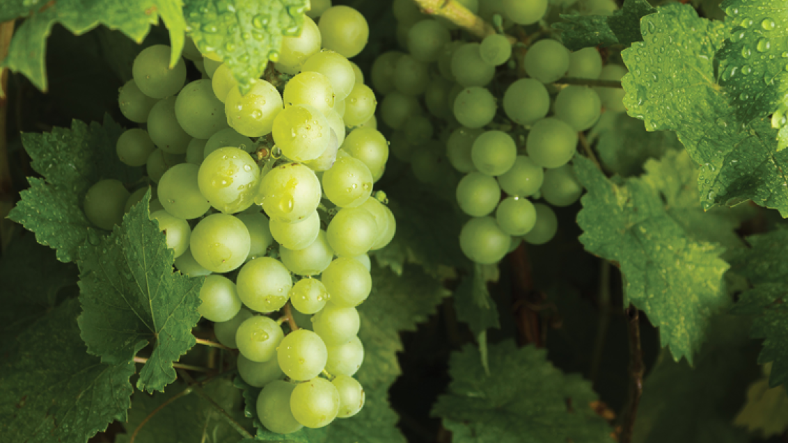Prime Grapes Image 2