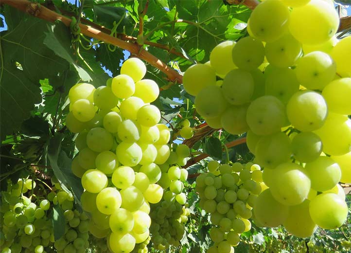 Prime Grapes Image 3