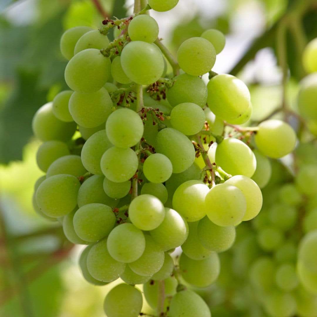 Superior Grapes Image 1