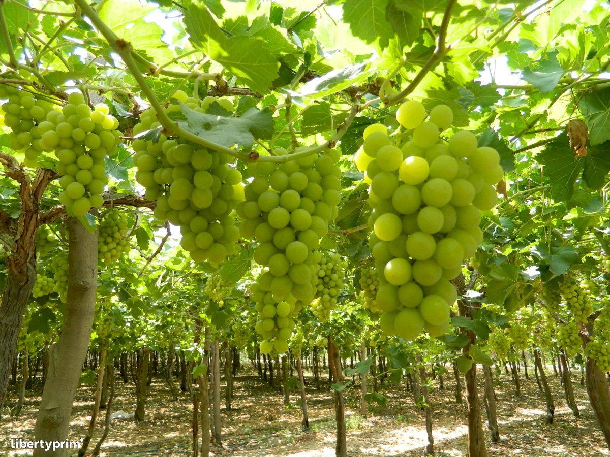 Superior Grapes Image 2