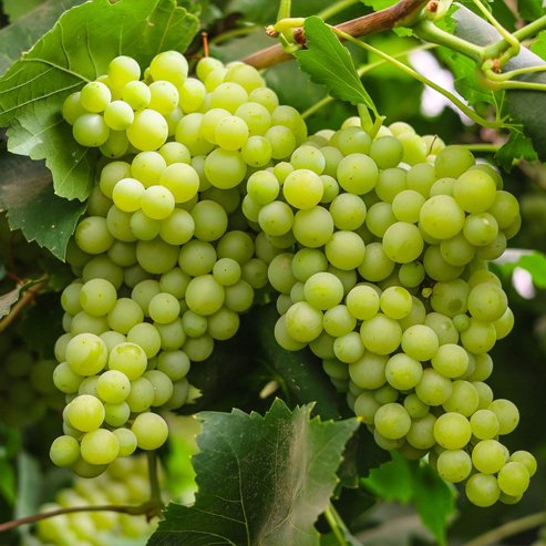 Thompson Grapes Image 2