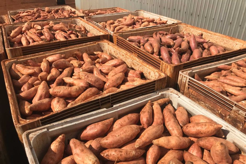Potatoes Image 1