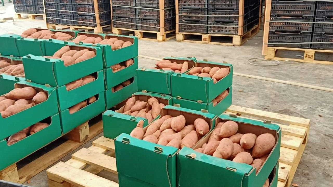 Potatoes Image 3